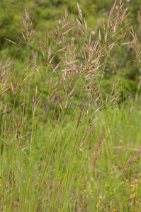 0248-Bergdravik---Bromopsis-erecta-meadows-and-arid-pastures