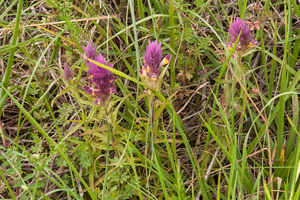 0249-Wilde-weit---Melampyrum-arvense-fields-uncultivated-land