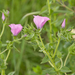 0251-Linum viscosum