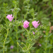 0252-Linum viscosum