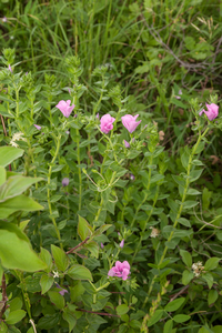 0253-Linum viscosum