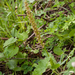 0004-poppenorchis