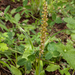 0005-poppenorchis