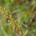 0006-poppenorchis