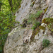 0008-Saxifraga-callosa-cliffs