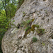 0007-Saxifraga-callosa-cliffs