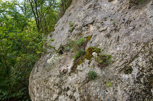 0007-Saxifraga-callosa-cliffs