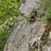 0009-Saxifraga-callosa-cliffs