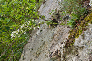 0009-Saxifraga-callosa-cliffs