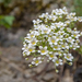 0010-Saxifraga-callosa-cliffs