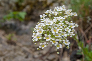 0010-Saxifraga-callosa-cliffs