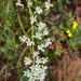0011-Saxifraga-callosa-cliffs