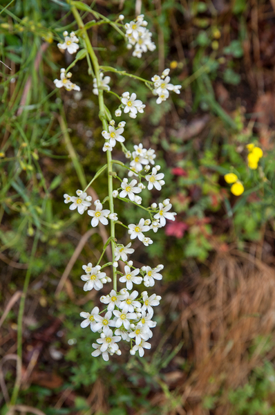 0011-Saxifraga-callosa-cliffs