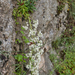 0012-Saxifraga-callosa-cliffs