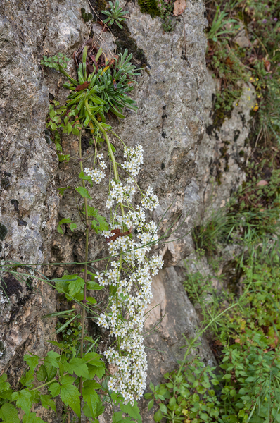 0012-Saxifraga-callosa-cliffs