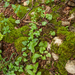 0013-torenkruid-en-cyclamen