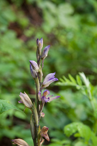 0014-Paarse-asperge-orchis---Limodorum-abortivum-arid-meadows-fro