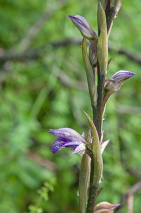 0015-Paarse-asperge-orchis---Limodorum-abortivum-arid-meadows-fro