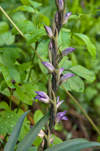 0016-Paarse-asperge-orchis---Limodorum-abortivum-arid-meadows-fro