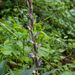 0017-Paarse-asperge-orchis---Limodorum-abortivum-arid-meadows-fro
