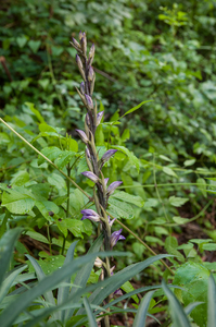 0017-Paarse-asperge-orchis---Limodorum-abortivum-arid-meadows-fro