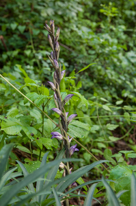 0017-Paarse-asperge-orchis---Limodorum-abortivum-arid-meadows-fro