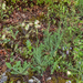 0018-Lactuca-perennis-blauwe-sla-stony-slopes