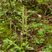 0020-poppenorchis