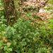 0020-stekelige-muizendoorn---Ruscus-aculeatus-mediterranean-and-s