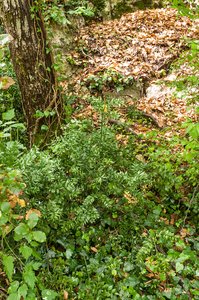 0020-stekelige-muizendoorn---Ruscus-aculeatus-mediterranean-and-s