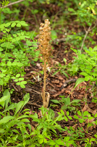 0021-vogelnestje Neottia nidus-avis fagus sylvatica woods