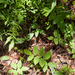 0025 welriekende-salomonszegel-polygonatum-odoratum-thermophilous