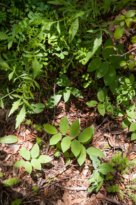 0025 welriekende-salomonszegel-polygonatum-odoratum-thermophilous