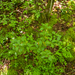 0026 quercus-ilex-steeneik-woods-and-maquis-on-thermophilous-ston