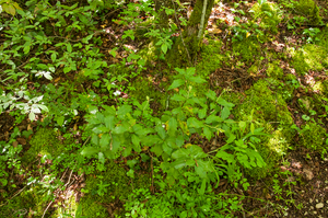 0026 quercus-ilex-steeneik-woods-and-maquis-on-thermophilous-ston