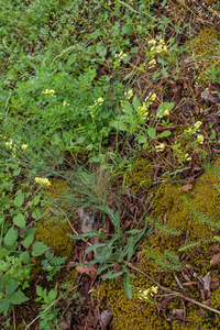 0028-Biscutella-laevigata-brilkruid-screes-stony-pastures