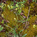 0029-Biscutella-laevigata-brilkruid-screes-stony-pastures