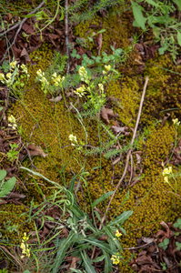 0029-Biscutella-laevigata-brilkruid-screes-stony-pastures