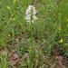 0039-italiaanse-orchis