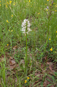 0039-italiaanse-orchis