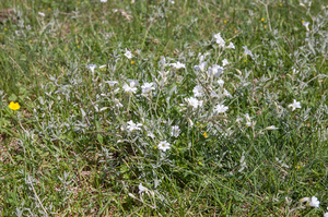 0063 Viltige-hoornbloem---Cerastium-tomentosum-stony-pastures-scr