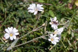 0064-Viltige-hoornbloem---Cerastium-tomentosum-stony-pastures-scr