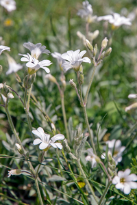 0065-Viltige-hoornbloem---Cerastium-tomentosum-stony-pastures-scr