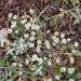 0066-Paronychia-kapela-