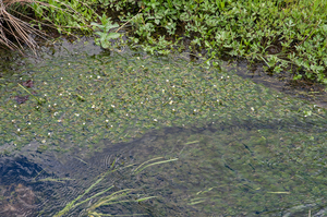 0072-godi-Vlottende-waterranonkel---Ranunculus-fluitans