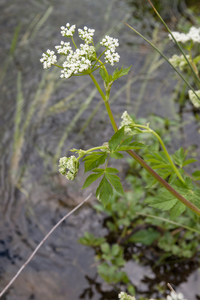 0075-godi-schermbloem-onbekend