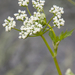 0076-godi-schermbloem-onbekend