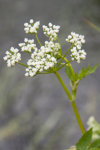 0076-godi-schermbloem-onbekend