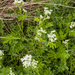 0078-godi-schermbloem-onbekend