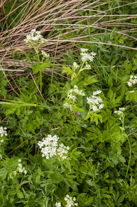 0078-godi-schermbloem-onbekend